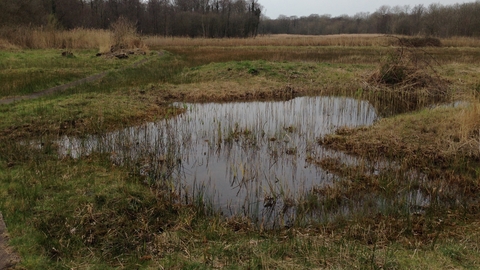 Roydon Fen Suffolk Wildlife Trust