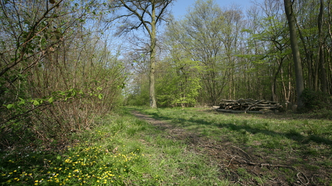 Combs Wood Suffolk Wildlife Trust