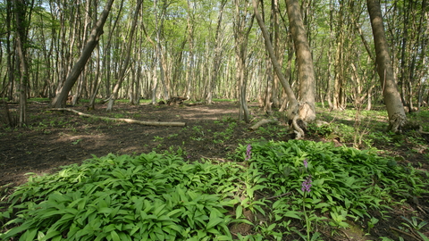 Combs Wood Suffolk Wildlife Trust