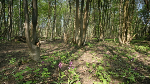 Combs Wood Suffolk Wildlife Trust