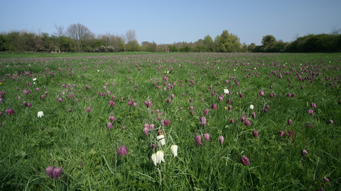 Fox Fritillary Meadow nature reerve