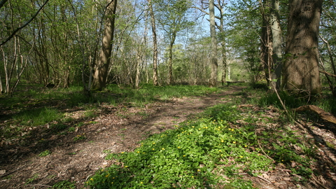 Bull's Wood nature reserve Suffolk Wildlife Trust