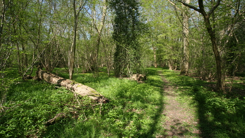 Bull's Wood nature reserve Suffolk Wildlife Trust