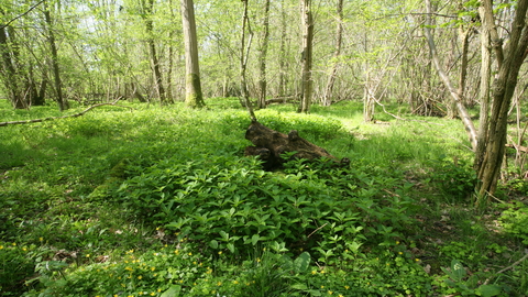 Bull's Wood nature reserve Suffolk Wildlife Trust