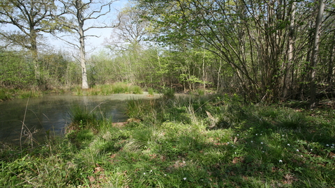 Bonny Wood Suffolk Wildlife Trust