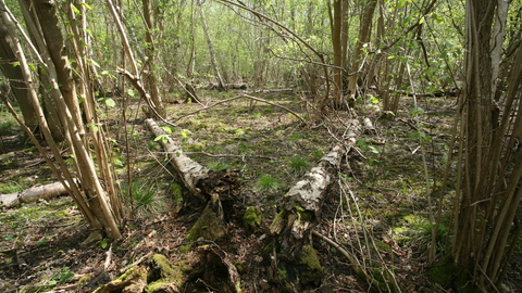 Bonny Wood Suffolk Wildlife Trust