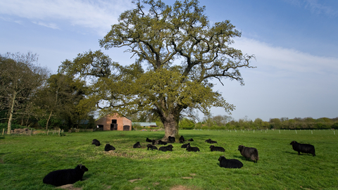 Foxburrow Farm Nature Reserve | Suffolk Wildlife Trust