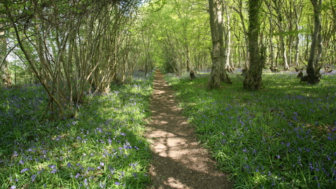 Reydon Wood Suffolk Wildlife Trust