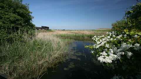 Trimley Marshes Suffolk Wildlife Trust