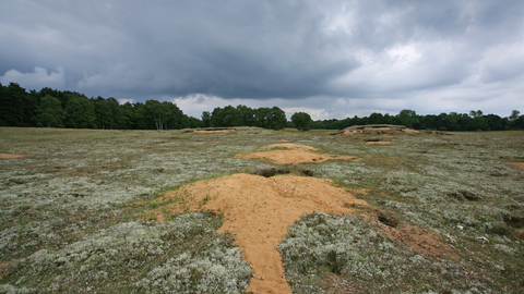 Wangford Warren Suffolk Wildlife Trust