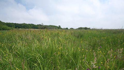 Snape marshes Suffolk Wildlife Trust