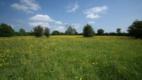 Winks Meadow Suffolk Wildlife Trust