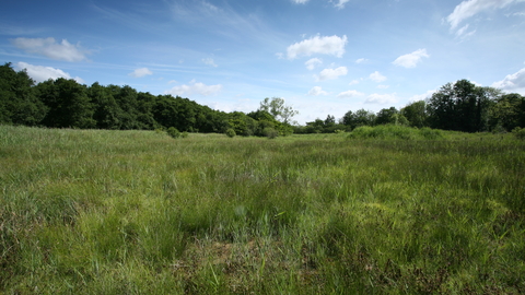 Market weston fen Suffolk Wildlife Trust