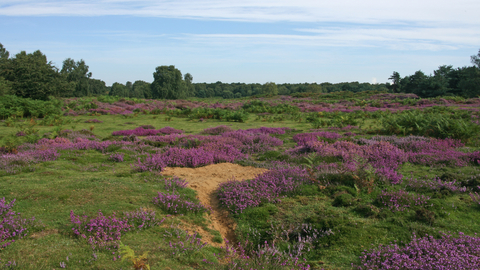 Blaxhall Common Suffolk Wildlife Trust