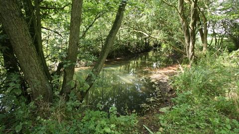 Roydon Fen Suffolk Wildlife Trust