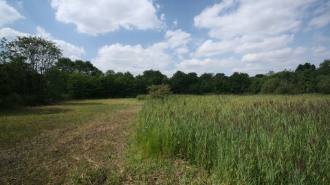 Roydon Fen Suffolk Wildlife Trust