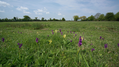 Winks Meadow Suffolk Wildlife Trust