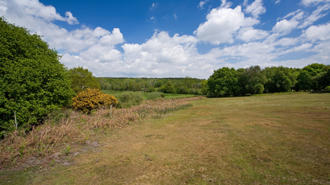 Sizewell Belts nature reserve Suffolk Wildlife Trust