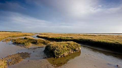 Simpson's Saltings Suffolk Wildlife Trust