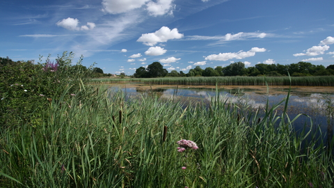 Redgrave & Lopham Fen Suffolk Wildlife Trust