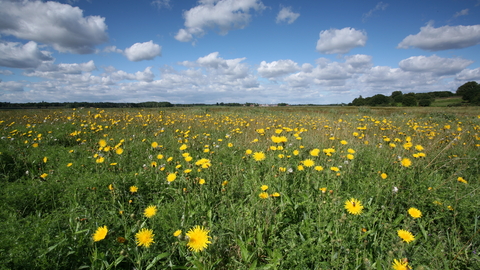 Snape marshes Suffolk Wildlife Trust