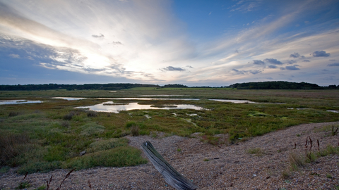 Dingle Marshes nature reserve Suffolk Wildlife Trust