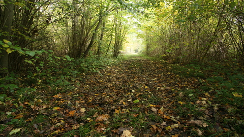 Bonny Wood Suffolk Wildlife Trust