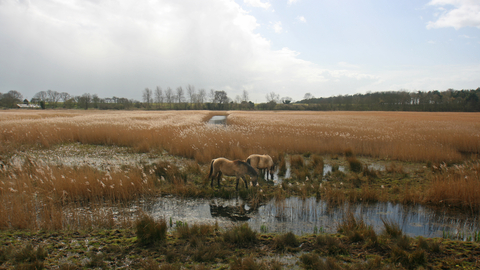 Hen Reedbeds nature reserve Suffolk Wildlife Trust