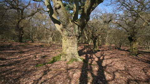 Old Broom Suffolk Wildlife Trust