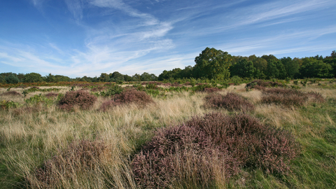 Knettishall Heath uffolk Wildlife Trust