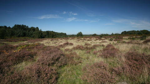 Knettishall Heath Suffolk Wildlife Trust