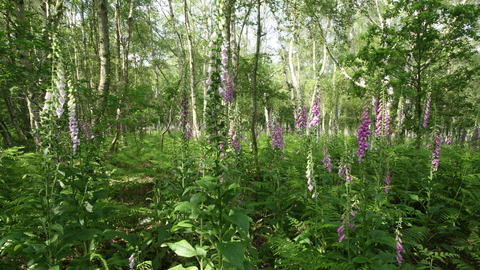 Knettishall Heath Suffolk Wildlife Trust