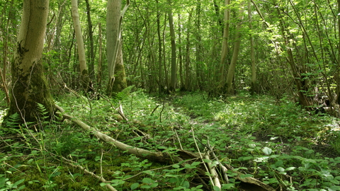 Bonny Wood Suffolk Wildlife Trust