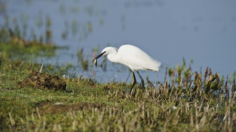 Little Egret