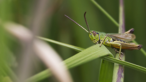 Meadow Grasshopper Suffolk Wildlife Trust