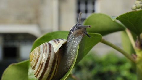 White-lipped Snail