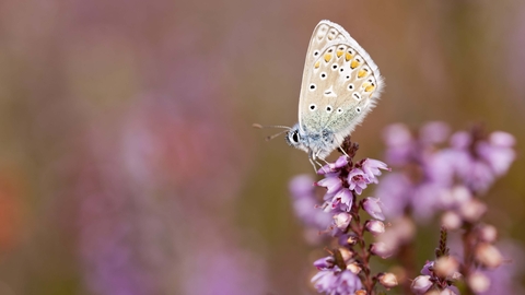 Common Blue