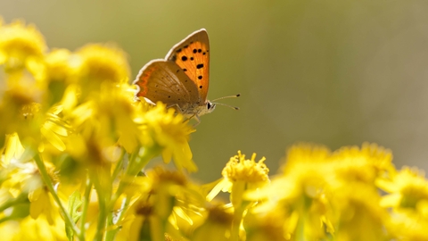 Small Copper butterfly