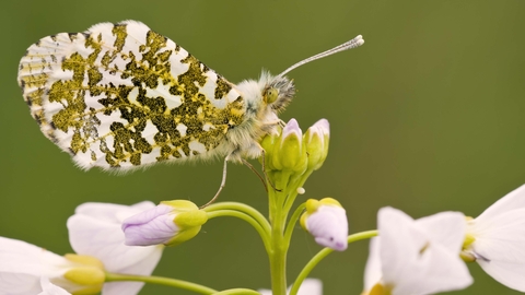 Orange-tip Butterfly