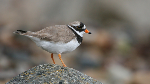 Ringed Plover