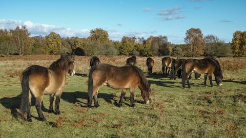 Knettishall Heath Exmoor ponies