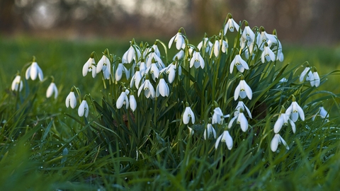Snowdrop Suffolk Wildlife Trust