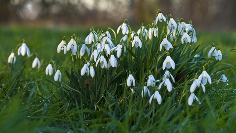 Snowdrops