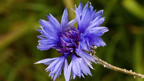 Cornflower Suffolk Wildlife Trust