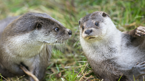 Otters Suffolk Wildlife Trust