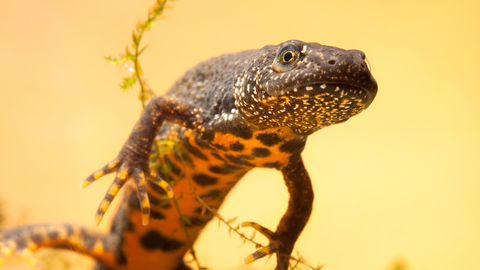Great crested newt