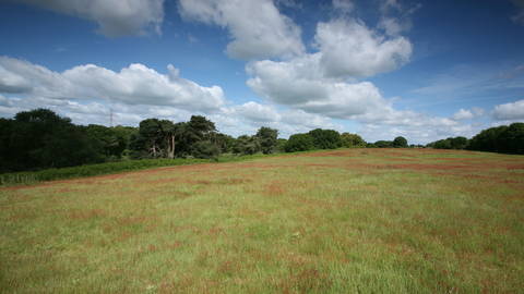 Suffolk Wildlife Trust