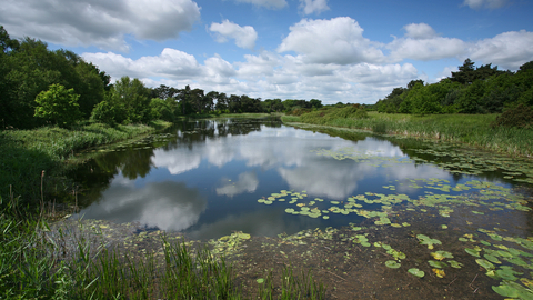 Suffolk Wildlife Trust