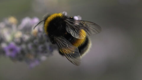 White Tailed Bumblebee Suffolk Wildlife Trust