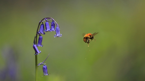 Suffolk Wildlife Trust